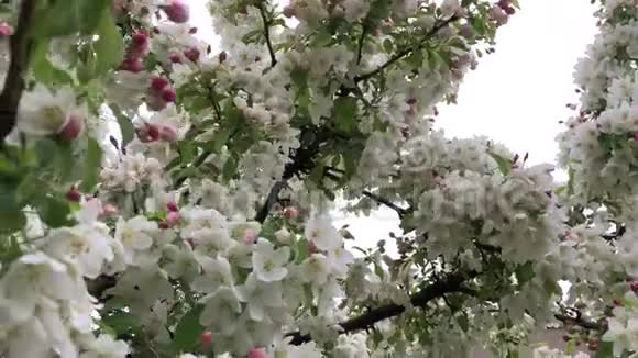 开着的白色樱花视频的预览图