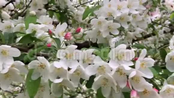 开着的白色樱花视频的预览图