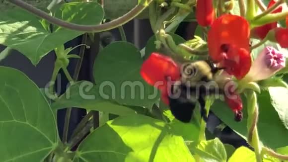 渥太华的野生植物叶子和蜜蜂视频的预览图