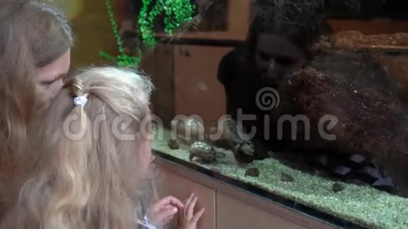 水龟游泳水族馆和动物园游客家庭母亲和孩子视频的预览图