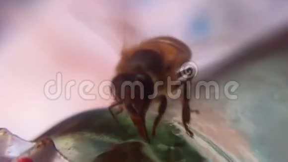 一只虫子生命视频的预览图