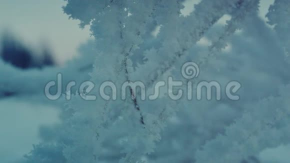 海霜紧贴树枝视频的预览图