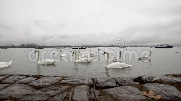 秋天天鹅漂浮在河上视频的预览图