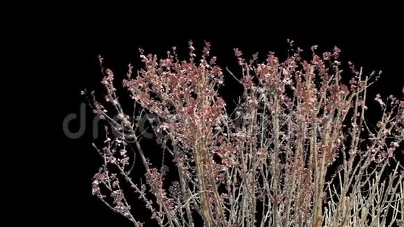 春树枝孤立视频的预览图