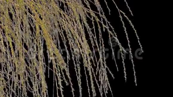 春树枝孤立视频的预览图