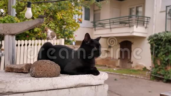 中镜头一只美丽的流浪黑猫棕色的眼睛看着相机背景上又模糊了一只猫视频的预览图