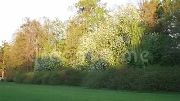 日落时公园里的樱花视频的预览图
