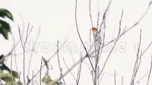 美丽的印尼野鸟食粮者在美丽的干枝上视频的预览图