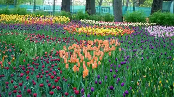公园里的紫色红色橙色郁金香风中的郁金香视频的预览图