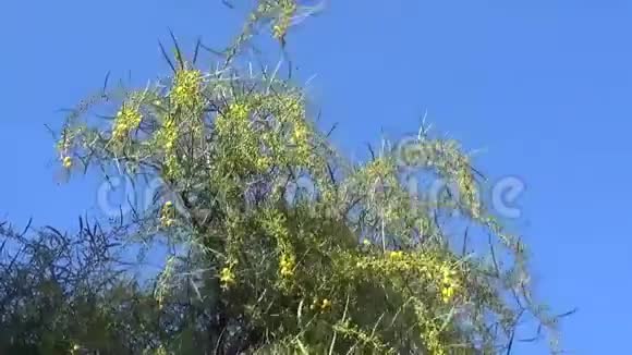 春天开花的树在天空的背景上开着美丽的黄花视频的预览图