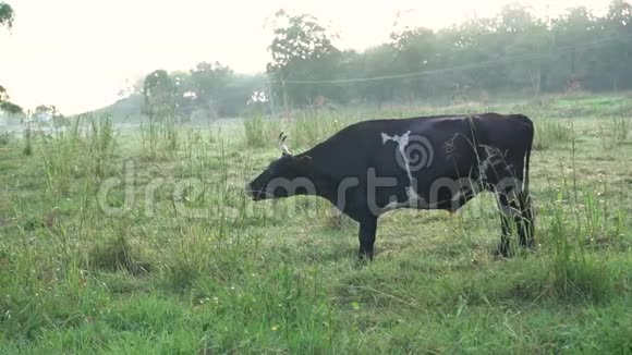 黑白两色的牛在清晨吃青草烟雾弥漫行动迟缓视频的预览图