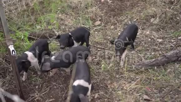 一组小猪在草色户外笔慢动作中镜头视频的预览图