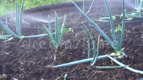花园里的葱花菜喷水慢动作视频的预览图