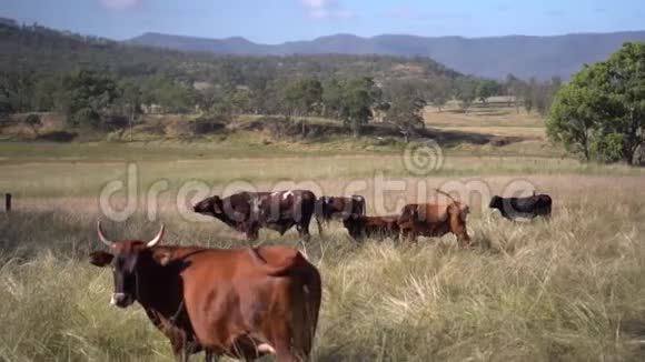 长草草地上的农场牛远处的丘陵景观慢动作视频的预览图
