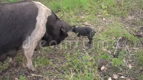 小黑猪与母猪在自然草地设置慢动作视频的预览图