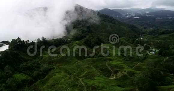 4k茶园美景鸟瞰图马来西亚卡梅隆高地视频的预览图