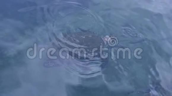 绿海龟上升到水面呼吸再次潜入水下切洛尼亚迈达斯红海伊拉特以色列视频的预览图