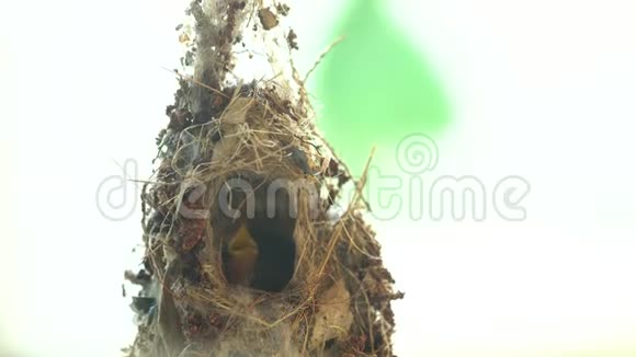 巢中的蜂鸟喂养小鸡视频的预览图