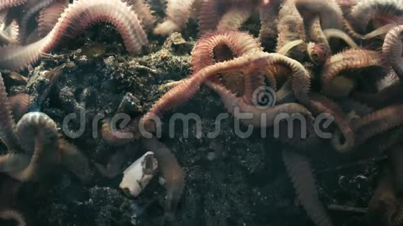 一群在泥里蠕动的海洋岩虫靠近视频的预览图