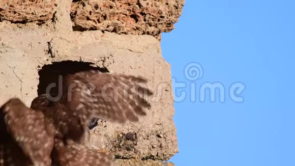 小猫头鹰爬到混凝土地板上的一个洞里视频的预览图