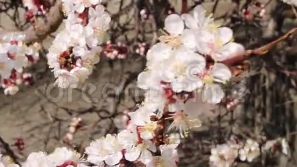 杏花盛开的花蕾在春天阳光明媚多风的日子里治愈了心血管疾病视频的预览图