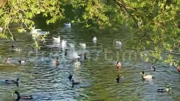 鸭子和海鸥在公园池塘里游泳视频的预览图