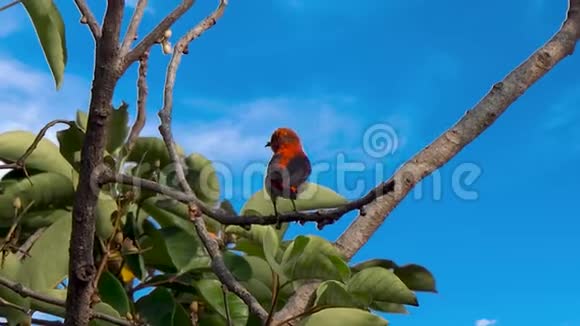 美丽的猩红色的花鸟在一棵美丽的蓝天上视频的预览图