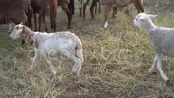 两只羔羊在草地围场走过一群羊中射慢动作视频的预览图