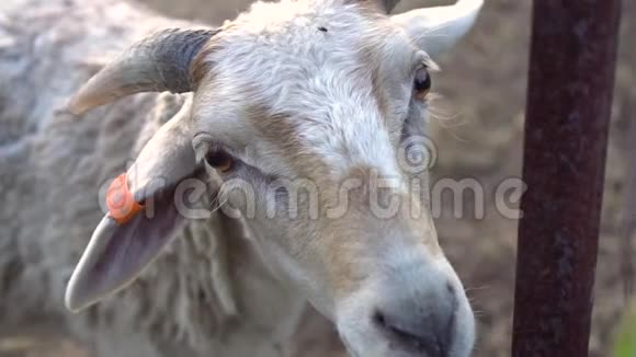 靠近悲伤的羊的脸缓慢的动作柔和的光线视频的预览图