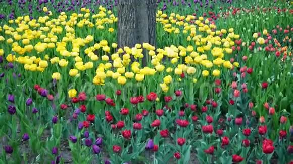 公园里盛开的黄色和黄色的郁金香视频的预览图