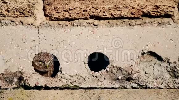 两只小猫头鹰从混凝土地板上的一个洞里往外看Noctua视频的预览图