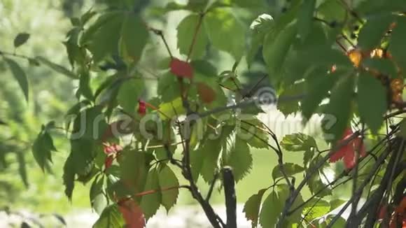 公园树上五颜六色的红色秋野葡萄叶视频的预览图