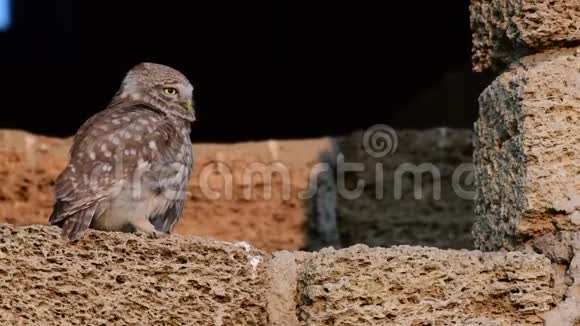 两只小猫头鹰坐在天然岩石上Noctua视频的预览图