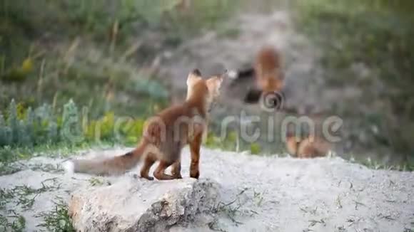 小红狐狸兽在洞穴附近玩耍视频的预览图