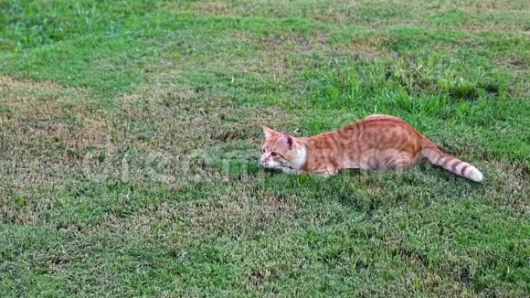 可爱的红猫躺在户外的绿草上小猫观察花园宠物玩耍和打猎视频的预览图
