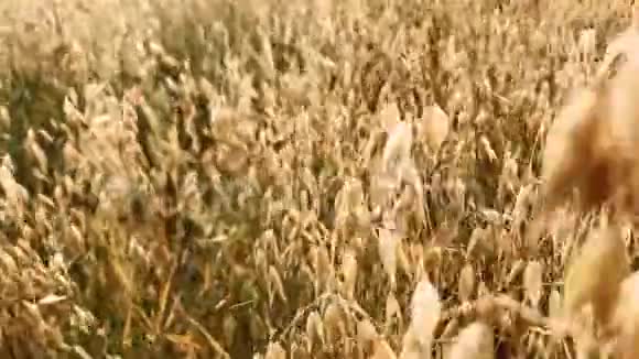 在燕麦田上运动在晴朗的秋日吃燕麦视频的预览图