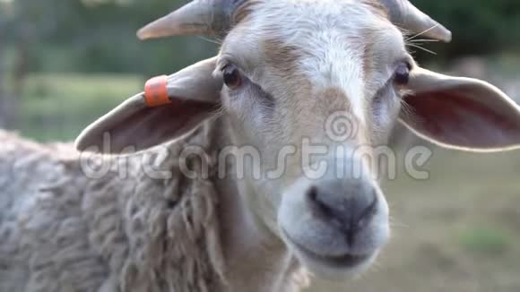 靠近可爱的羊脸动作缓慢光线柔和视频的预览图
