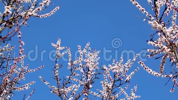 白色粉红樱花特写蓝天视频的预览图