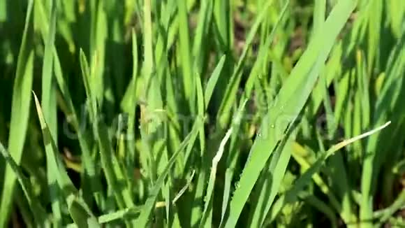 绿鲜蒜草上的水在花园里生长视频的预览图