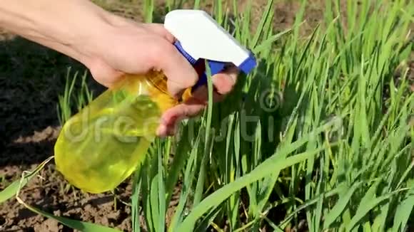 园丁手把黄色的瓶子喷在绿草上视频的预览图