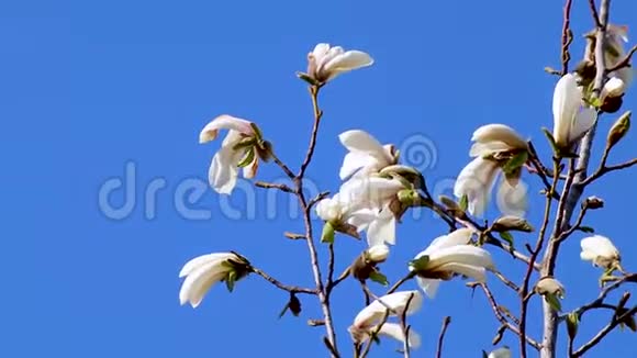 白玉兰的花蕾在蓝天上绽放视频的预览图
