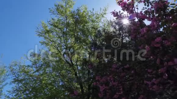 盛开的樱桃树美丽的树粉红色的天鹅绒花视频的预览图