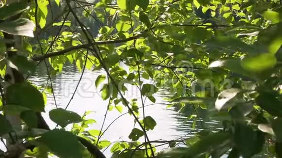 阳光或阳光照射在阳光明媚的夏日湖水背景下的绿叶上视频的预览图