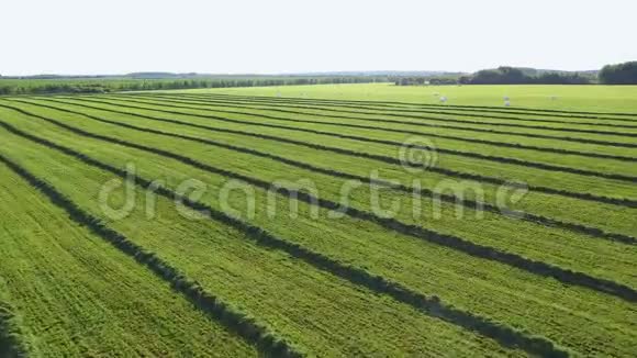 直纹鲜切草的农业田日空干燥视频的预览图