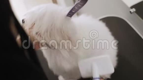 兽医在一家兽医诊所吹干了一只BichonBolognese狗毛视频的预览图
