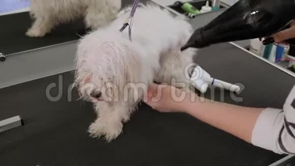 兽医在兽医诊所用吹风机把狗头发擦干视频的预览图