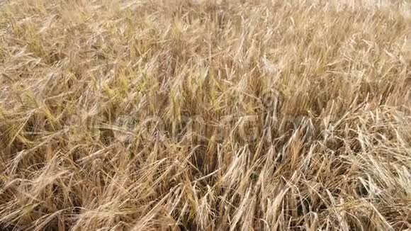 大麦场美丽的乡村风景大麦的金穗丰收概念视频的预览图