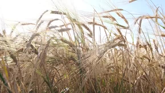 大麦场金黄的大麦的碎片靠近美丽的乡村风景收获和收获概念视频的预览图