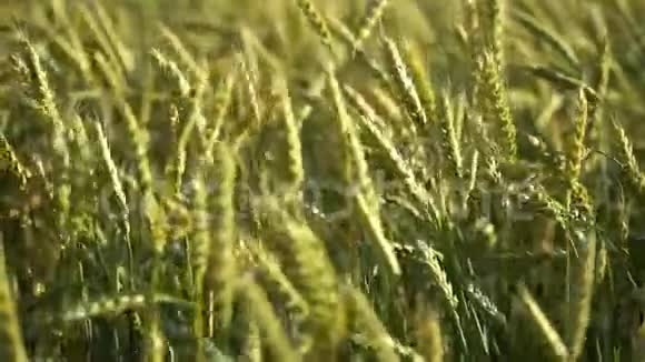 绿色的麦秆在风中视频的预览图