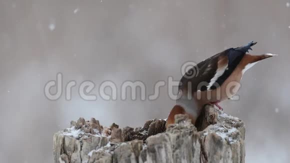 白雪皑皑的冬天森林里有鸣禽雪花和一个美丽的陷阱第一次雪与动物视频的预览图
